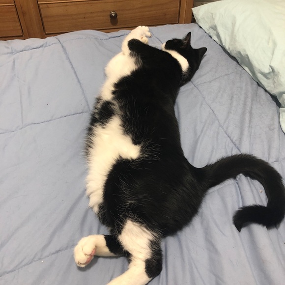 ZORRO SAYS “RELAX” - Picture 13 of 16